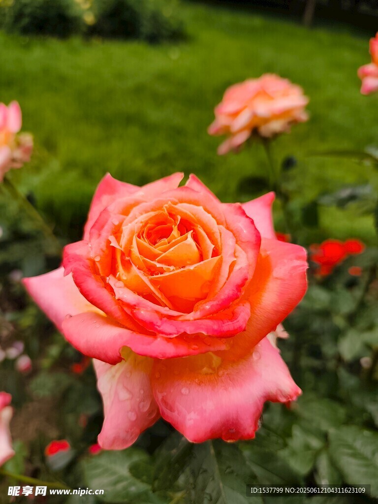 嬌艷粉橙玫瑰綻放花園