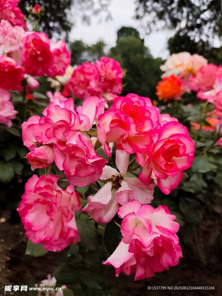 嬌艷盛放的多彩月季花