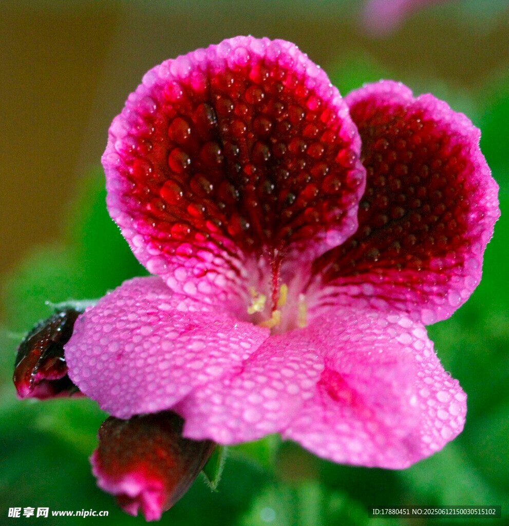 海角櫻草