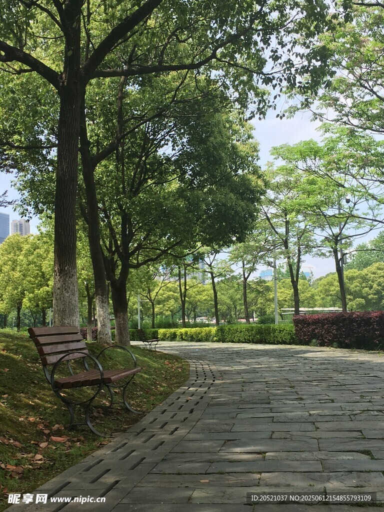 林蔭小道旁的靜謐長椅