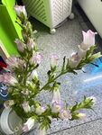 風鈴草