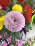 粉色菊花
