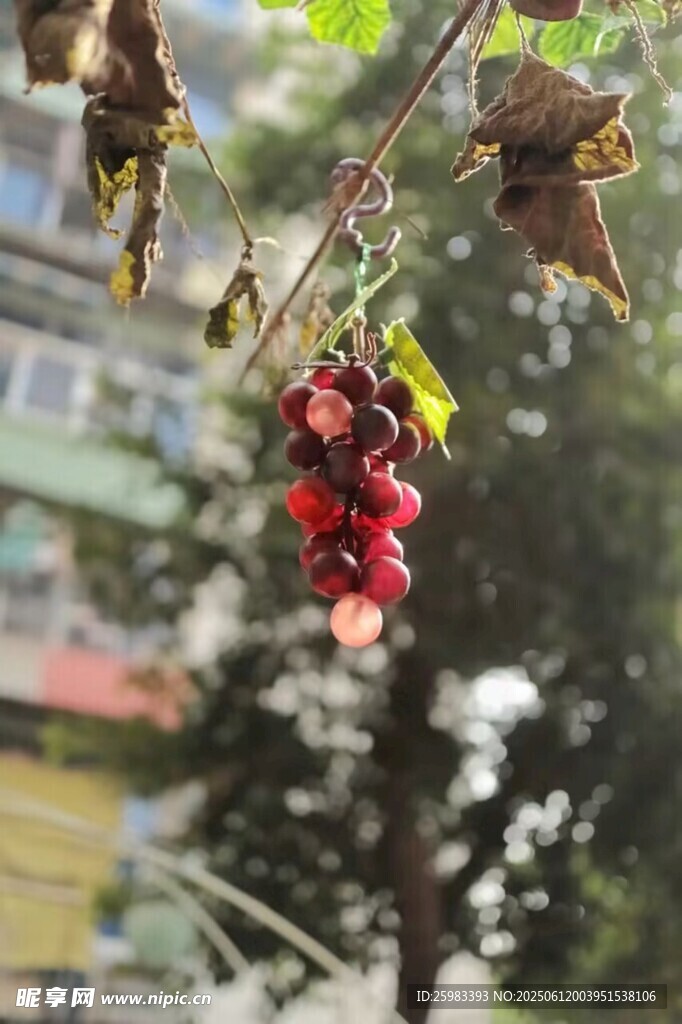 葡萄栽培
