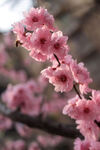 櫻花