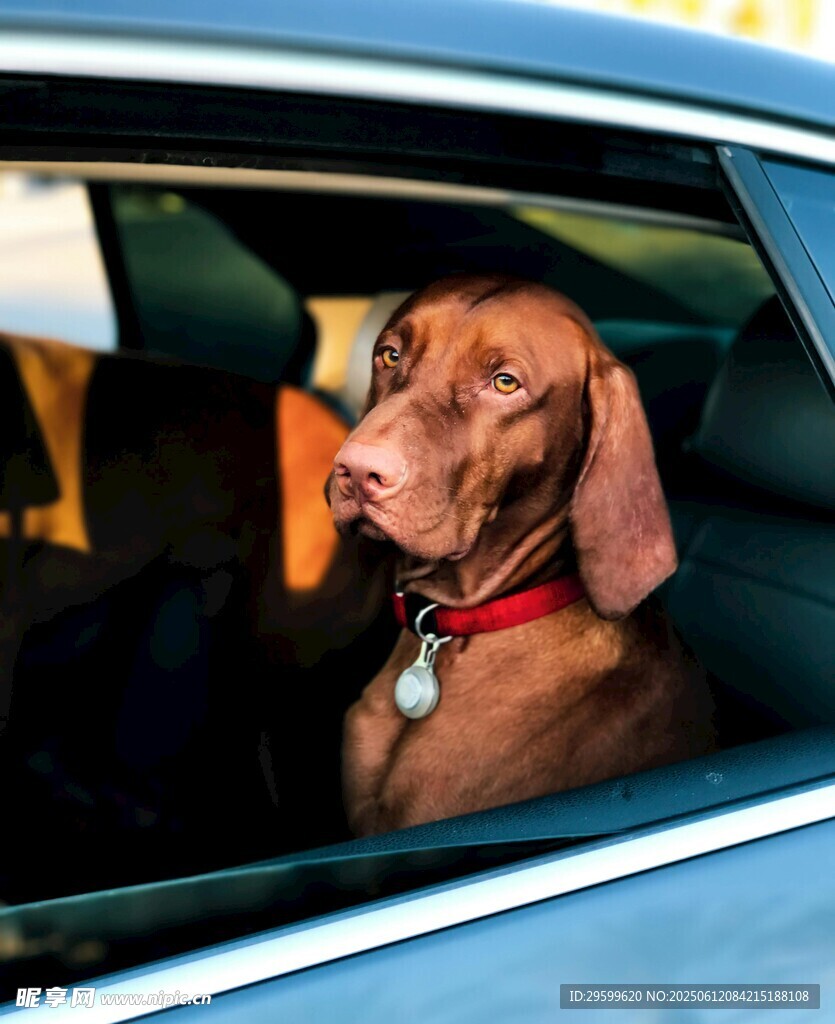 車內的可愛棕色狗狗