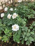 白色月季花綻放于綠葉間