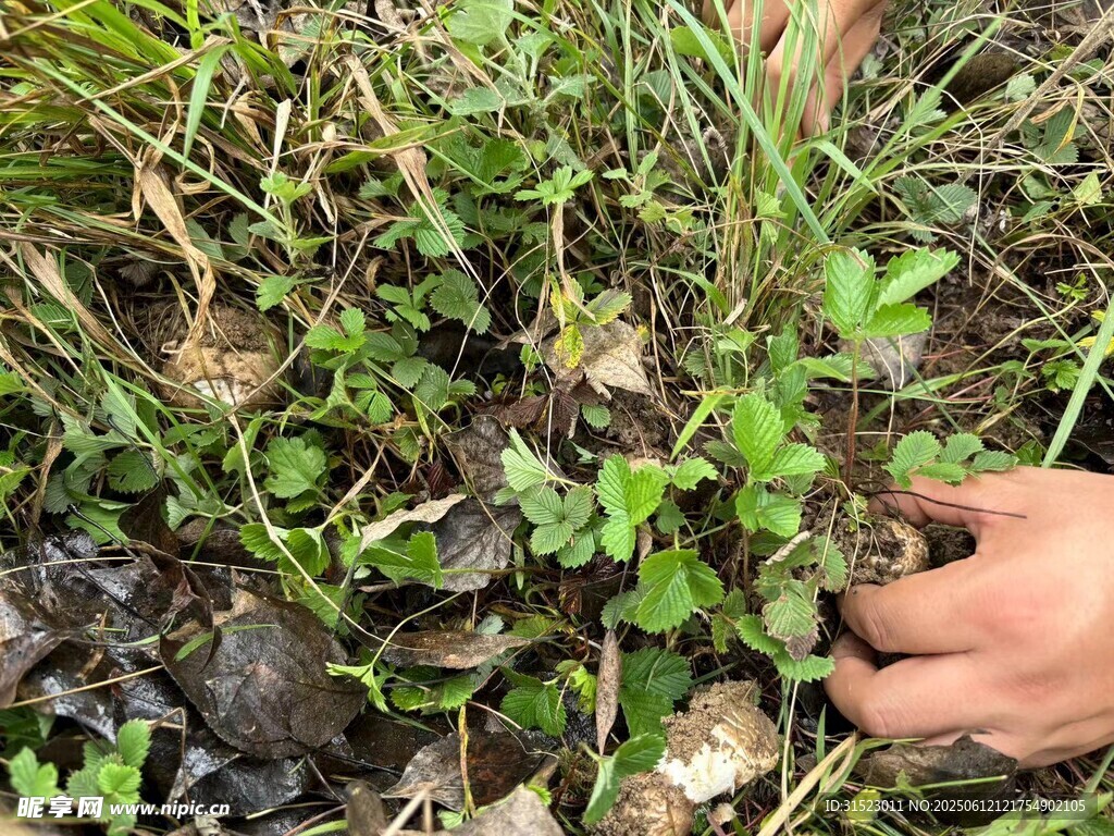 手探草叢中的綠色植物