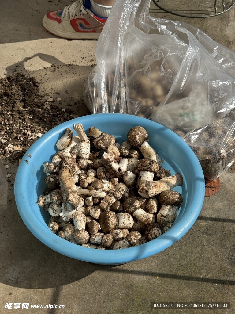 藍色碗中的多彩小石子