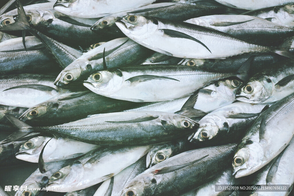 密集排列的魚(yú)
