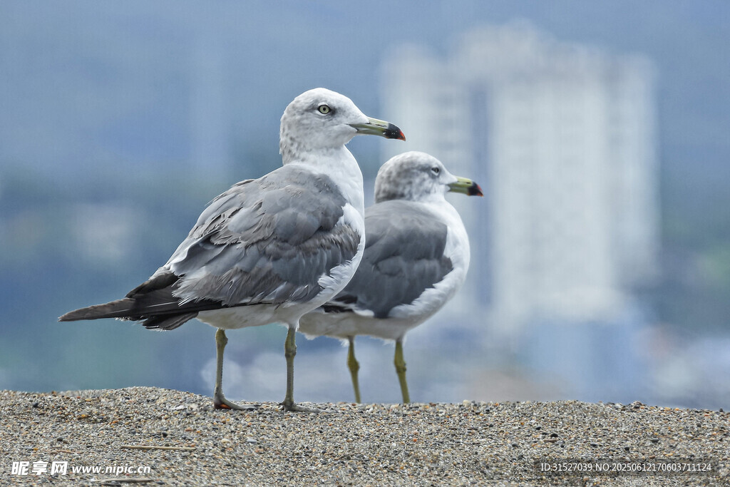 海鷗特寫攝影圖
