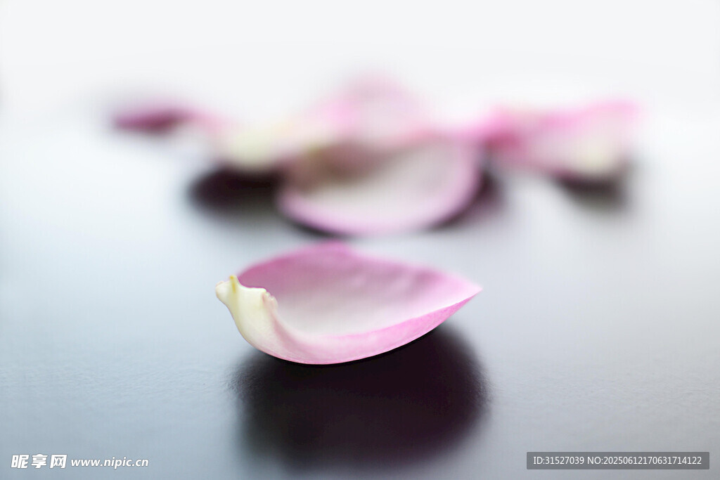 粉色散落玫瑰花瓣