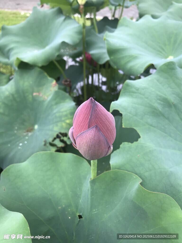 含苞待放的嬌艷荷花