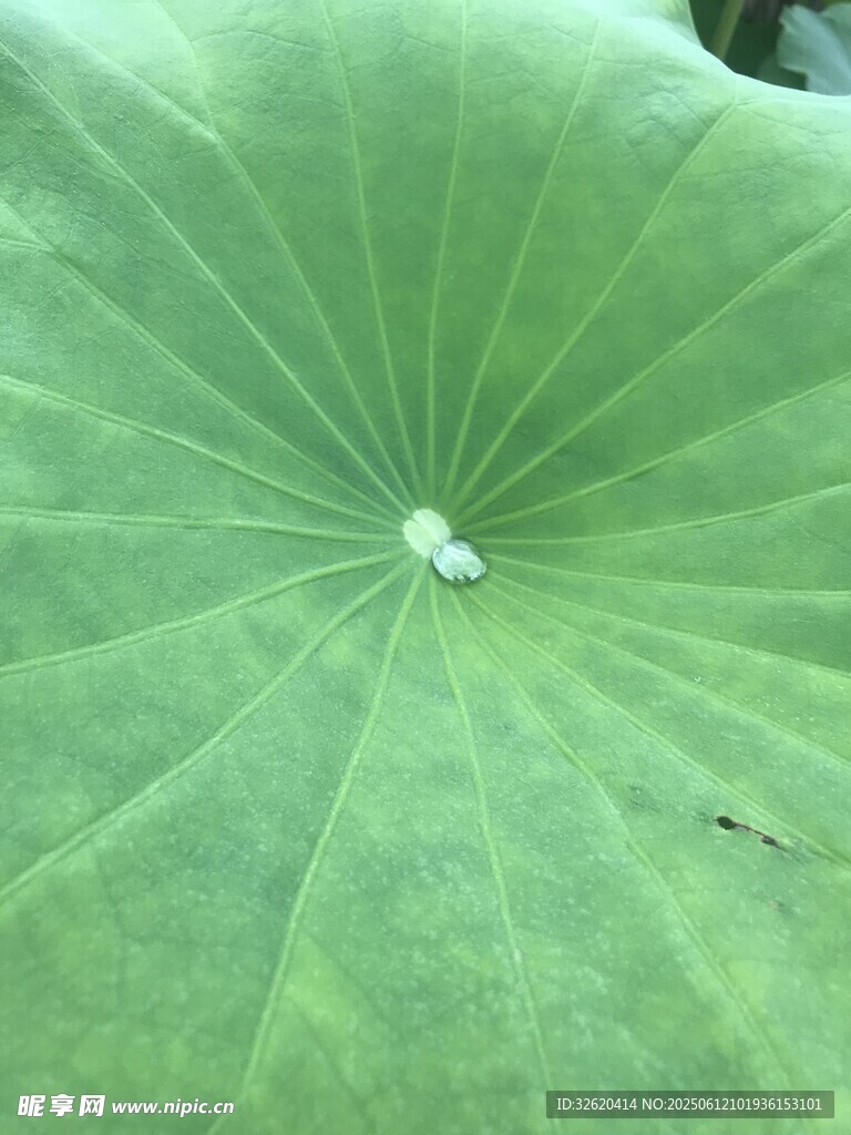 荷葉上的晶瑩水珠