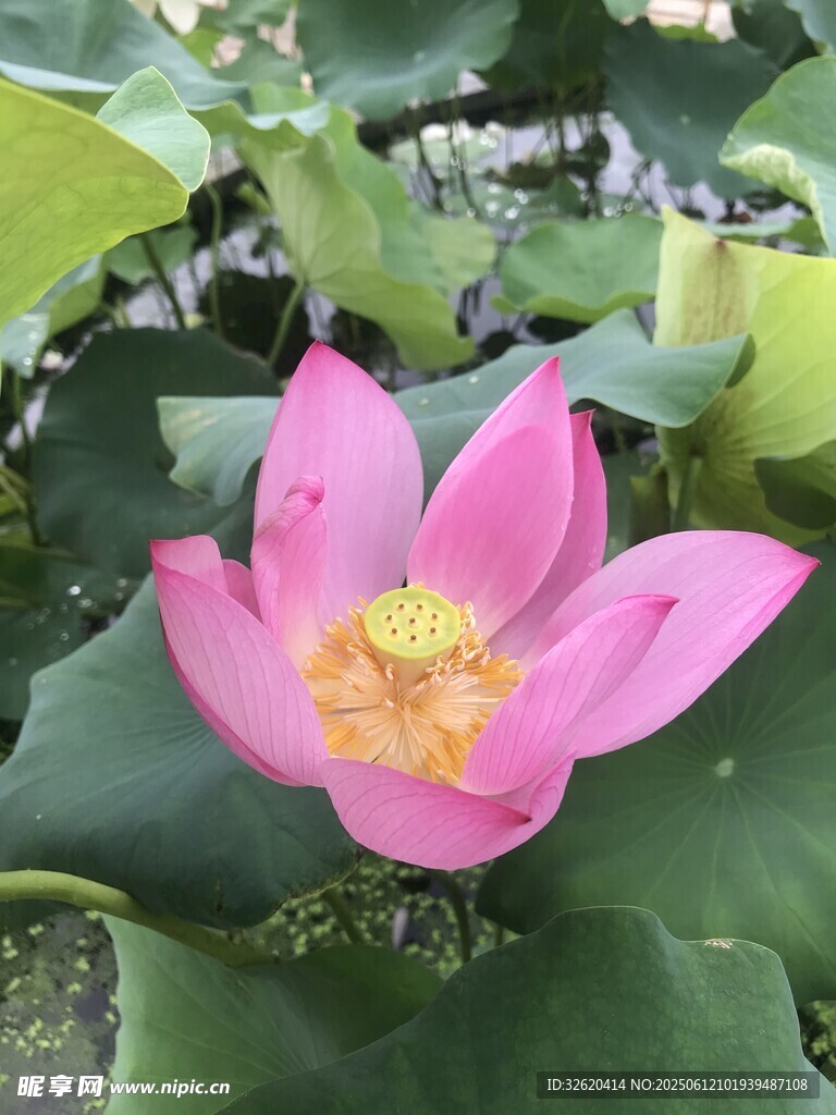 嬌艷盛開的粉色荷花