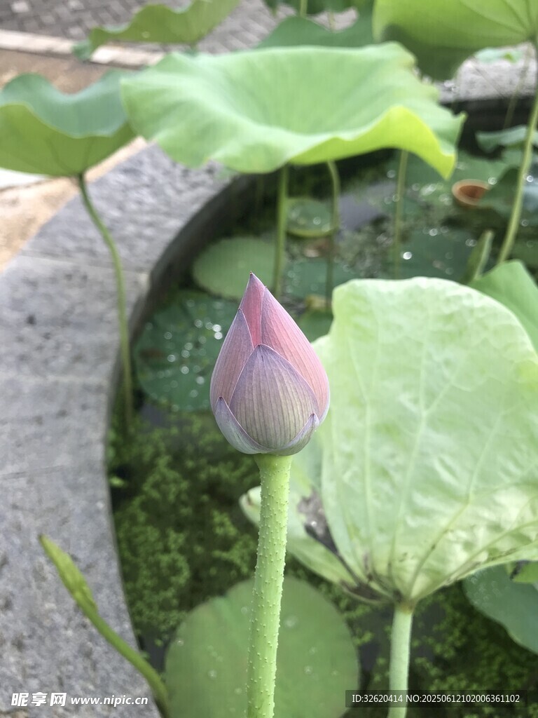 含苞待放的粉嫩荷花