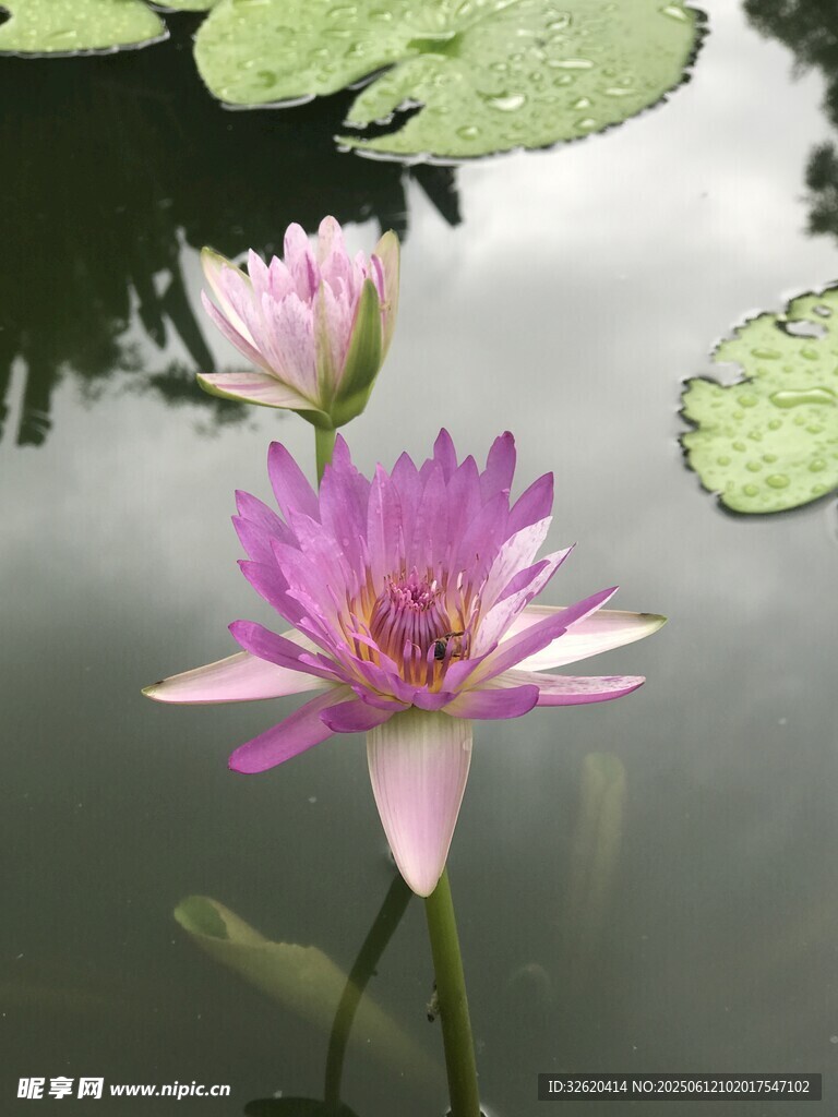 水中綻放的美麗紫睡蓮