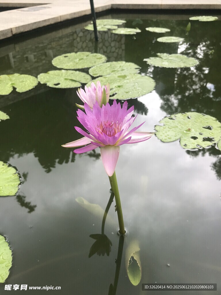 水中綻放的嬌艷粉色睡蓮