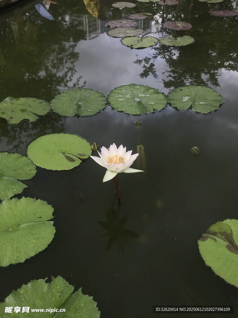水中綻放的白色睡蓮