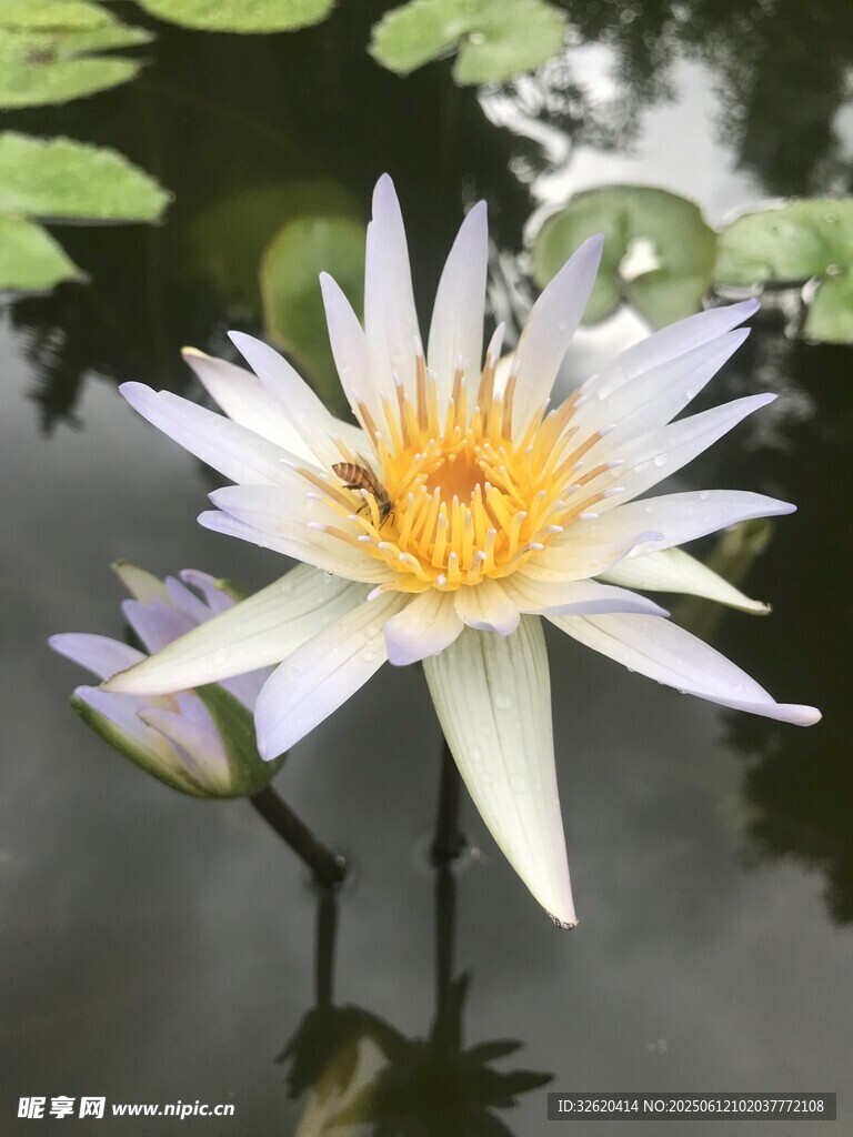 水中綻放的美麗白睡蓮