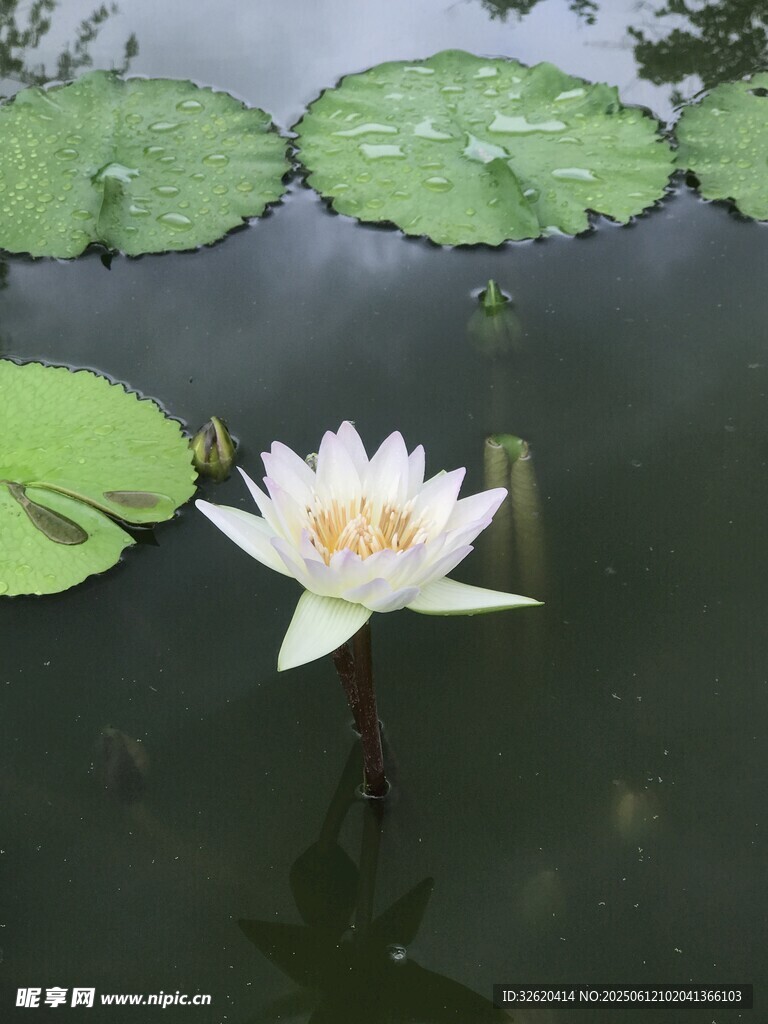 水中綻放的美麗白睡蓮