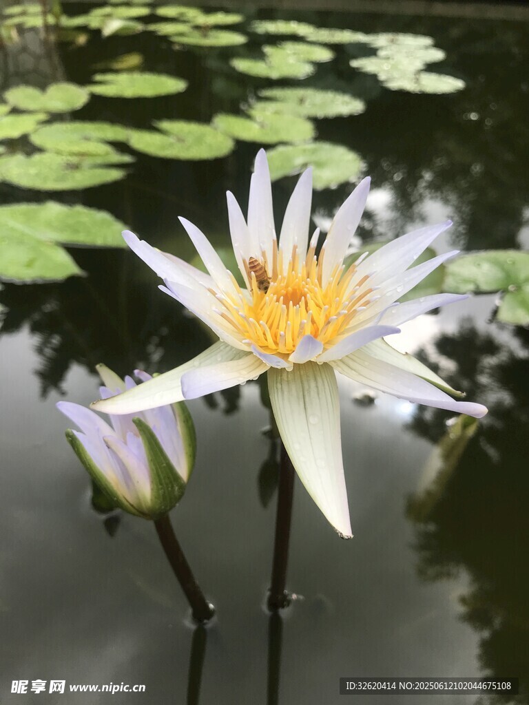 水中綻放的美麗白睡蓮