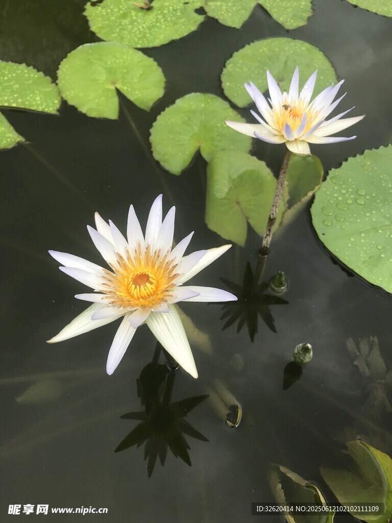 水中綻放的美麗白色睡蓮