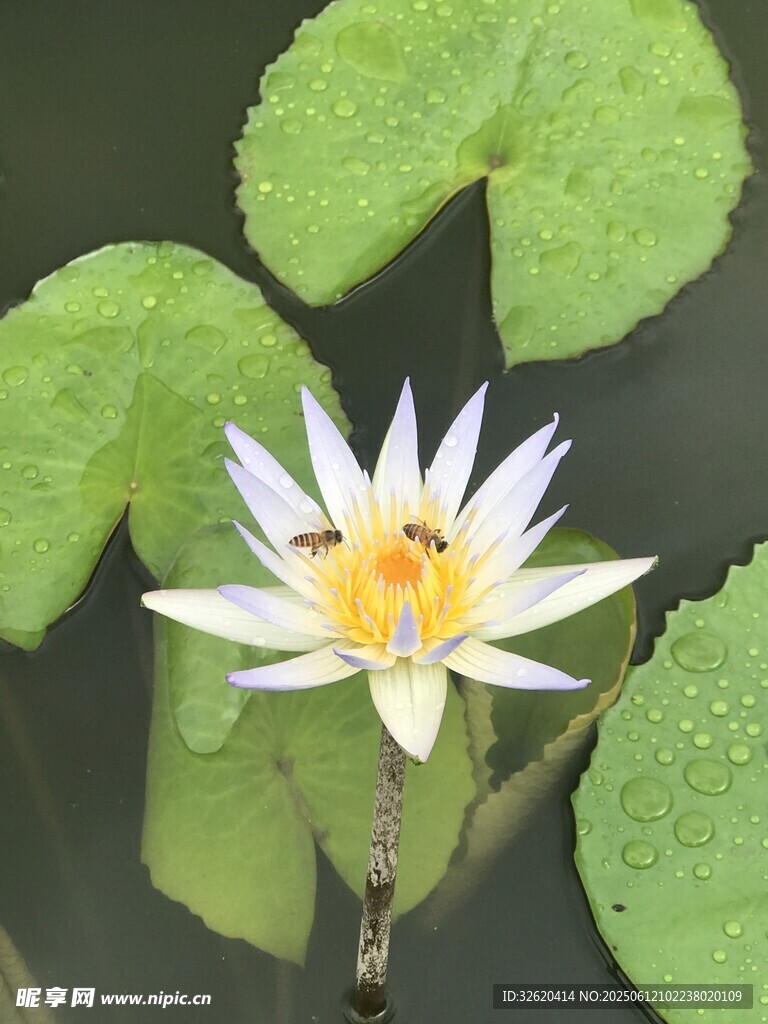 水中綻放的美麗白睡蓮