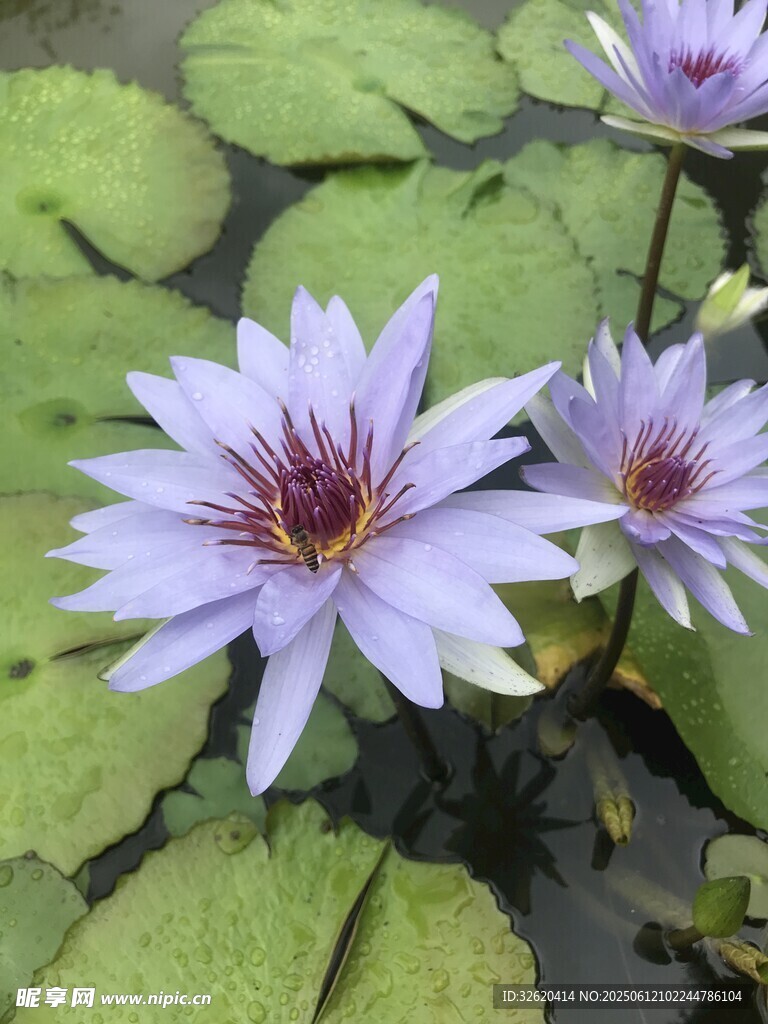 紫色睡蓮綻放于綠葉間