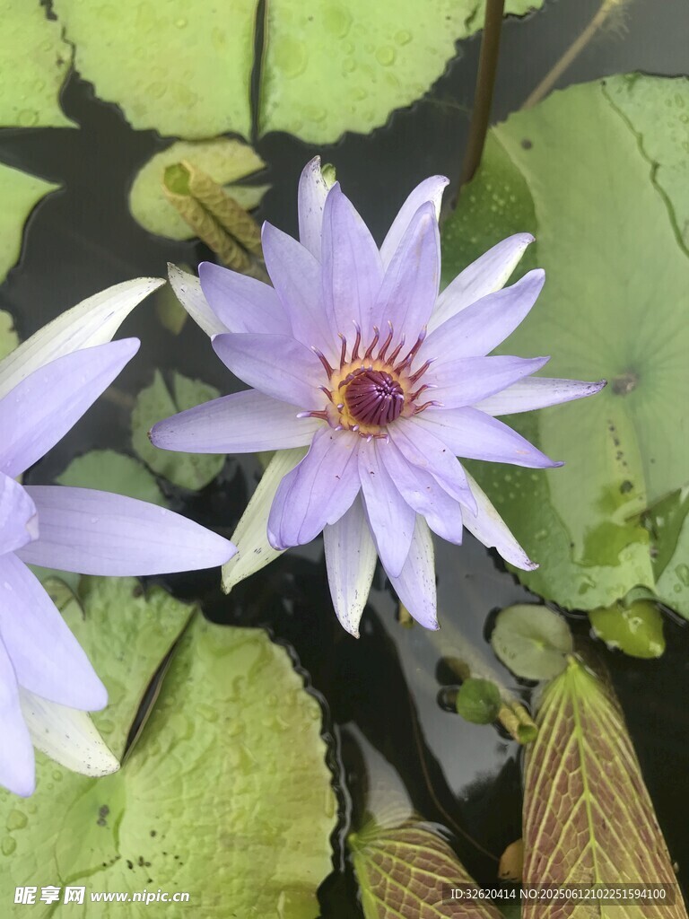 紫色睡蓮綻放綠葉間