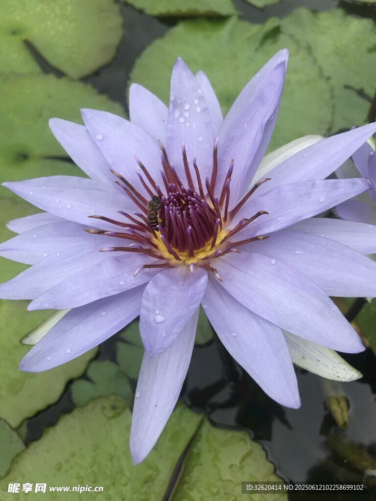 紫色睡蓮綻放
