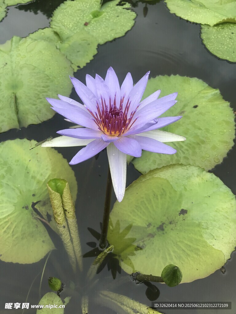 水中綻放的美麗紫色睡蓮