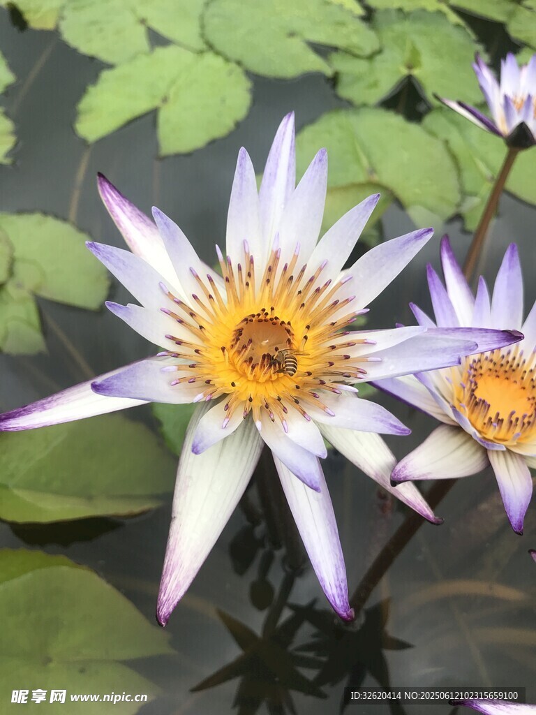 水中綻放的美麗白睡蓮
