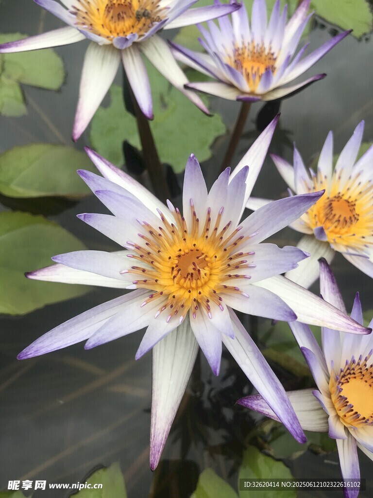 美麗綻放的紫色睡蓮
