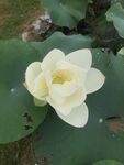 潔白荷花綻放于綠葉間