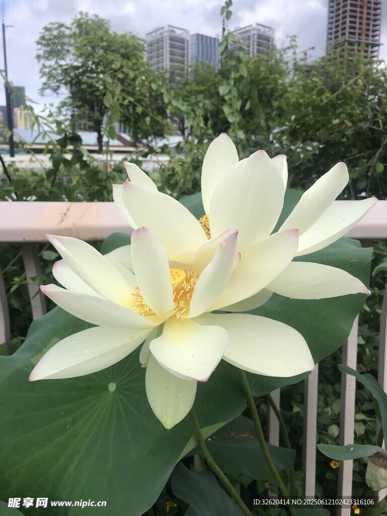 窗前綻放的美麗白荷花