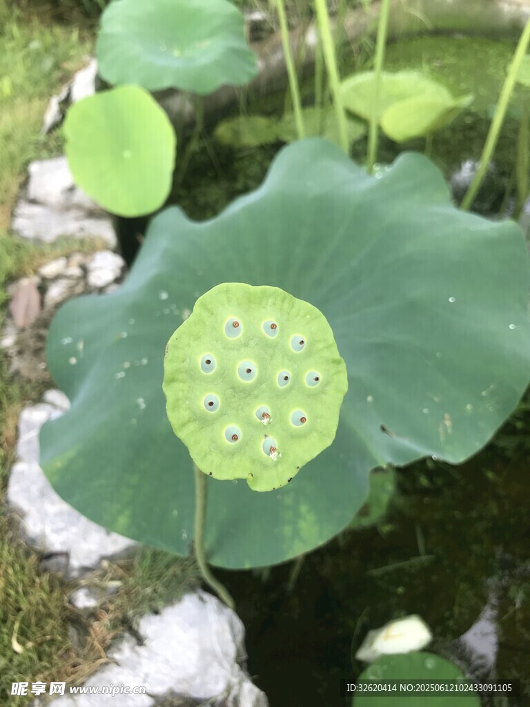 荷葉上的水珠