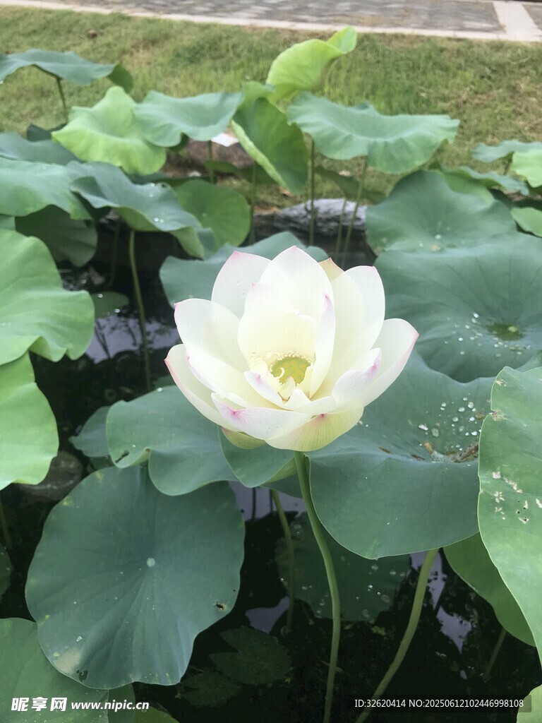 白荷綻放于綠葉間