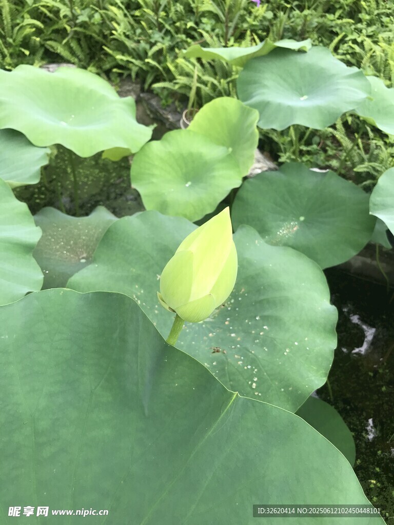 含苞待放的清新荷葉