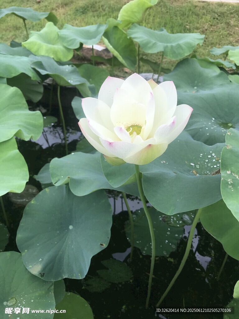 潔白荷花綻放于綠葉間