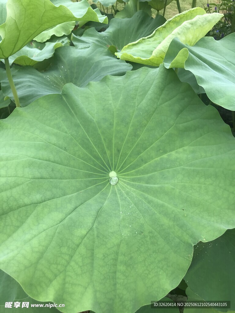 翠綠荷葉特寫