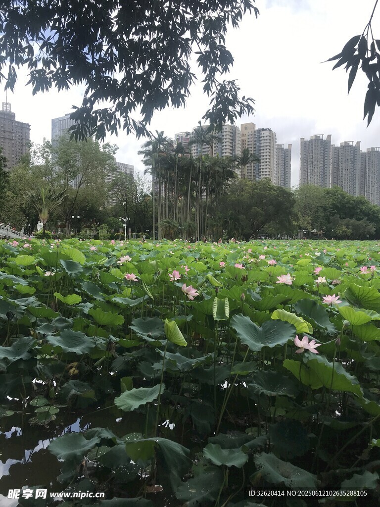 夏日荷塘綠意盎然
