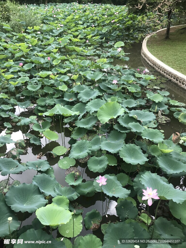 荷塘荷花荷葉美景