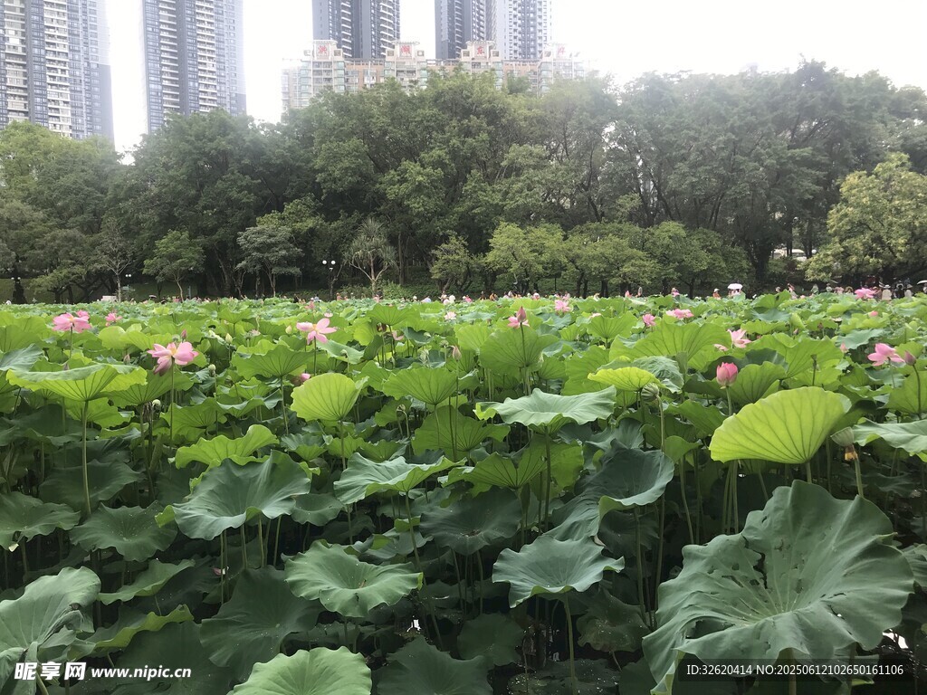 夏日荷塘美景