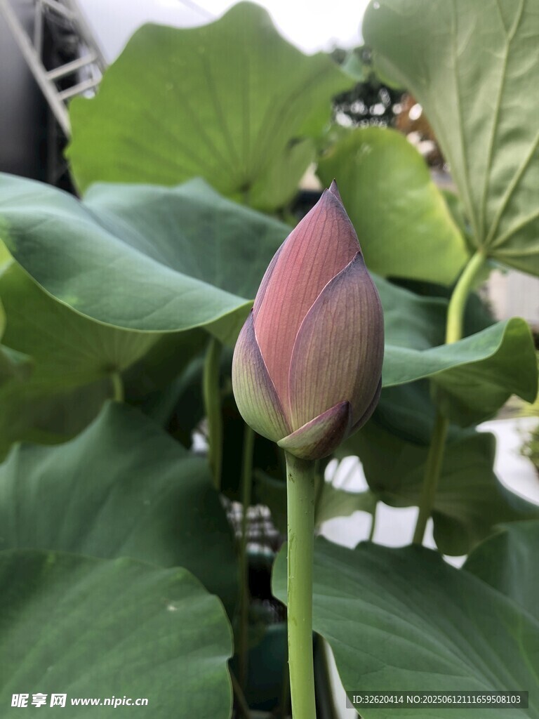 含苞待放的粉嫩荷花