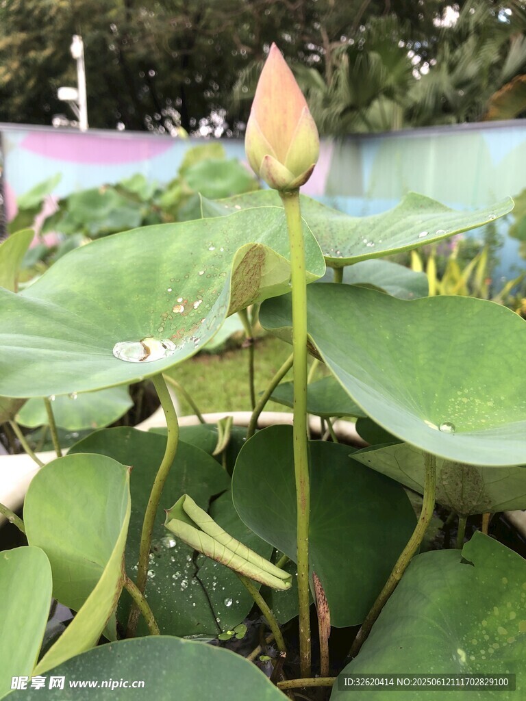 含苞待放的荷花