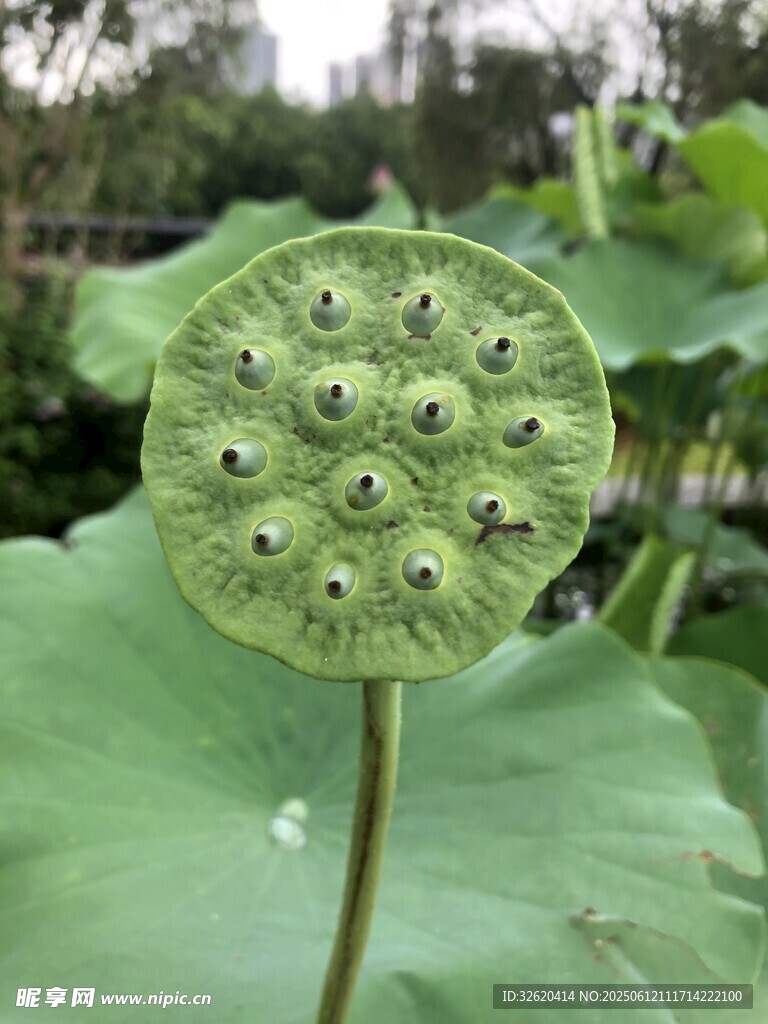 飽滿蓮蓬特寫