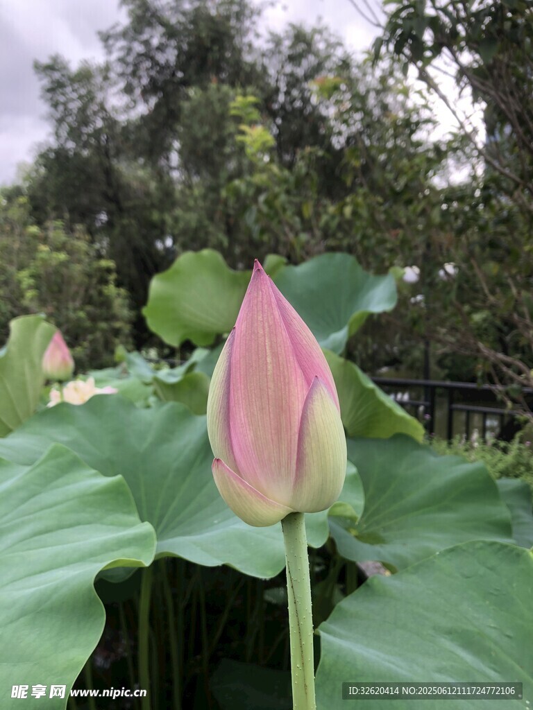 含苞待放的粉嫩荷花