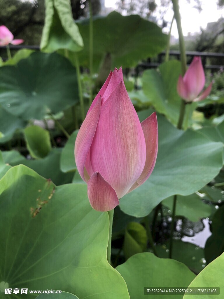 嬌艷荷花綻放于綠葉間
