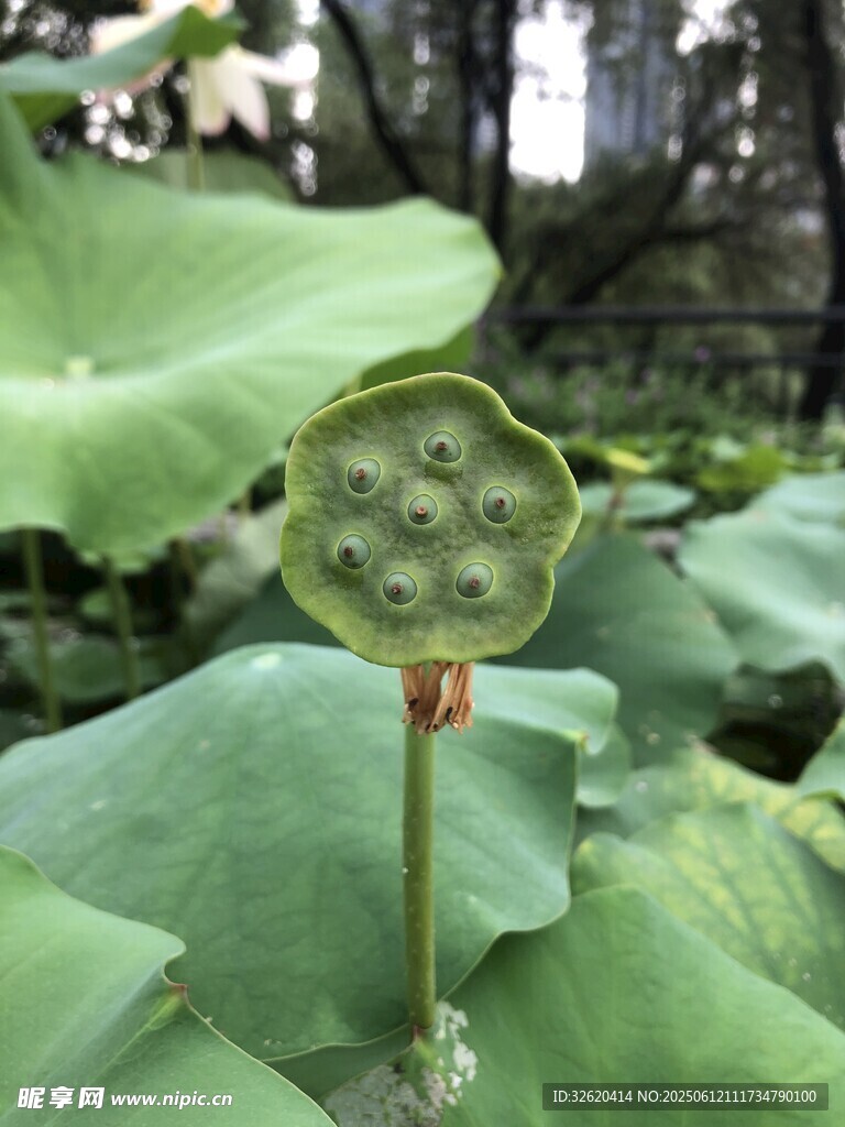 蓮蓬挺立在荷葉間