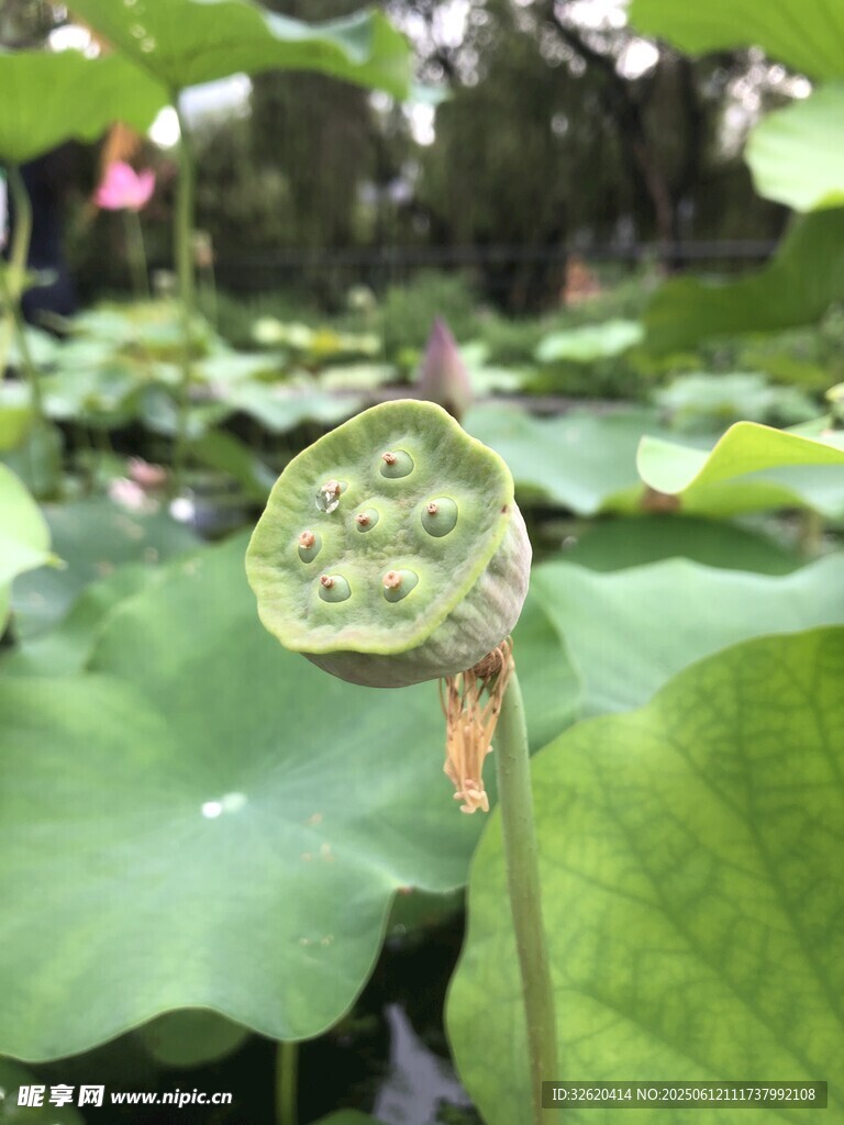 蓮蓬挺立在荷葉間